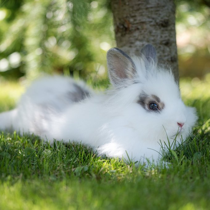 weißes Kaninchen liegt auf grüner Wiese