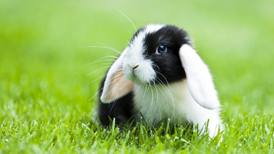 schwarz-weißes Kaninchen mit hängenden Ohren auf grüner Wiese