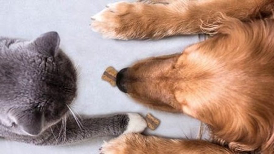 zwarte kat en blonde hond van bovenaf