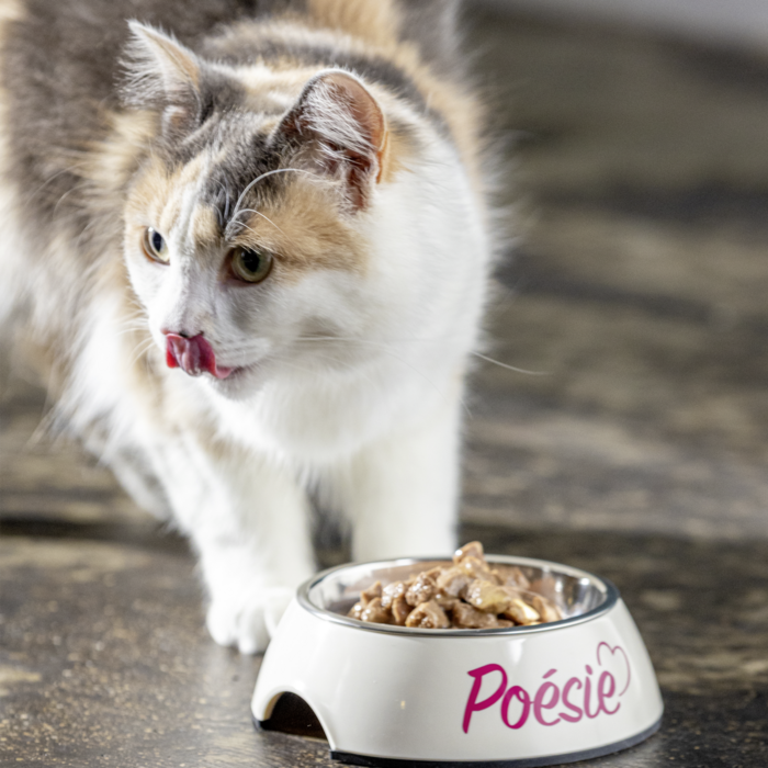 Katze Poesie Delice