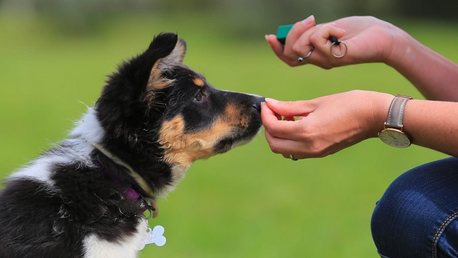 Puppytraining met Vitakraft