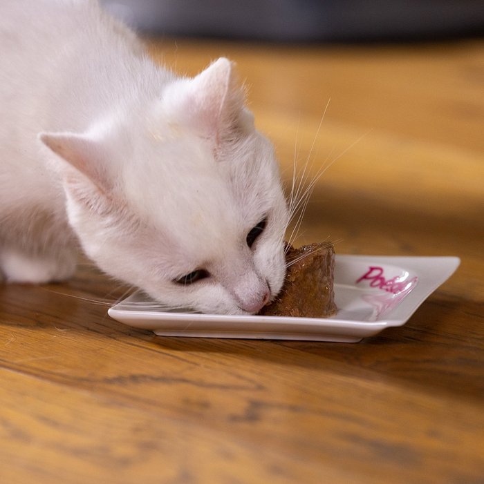 Weiße Katze frisst von einem kleinen Teller Poésie Mousse
