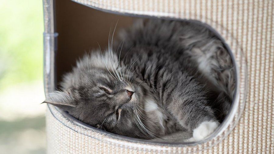 Graue Katze liegt in einem Kratzbaum