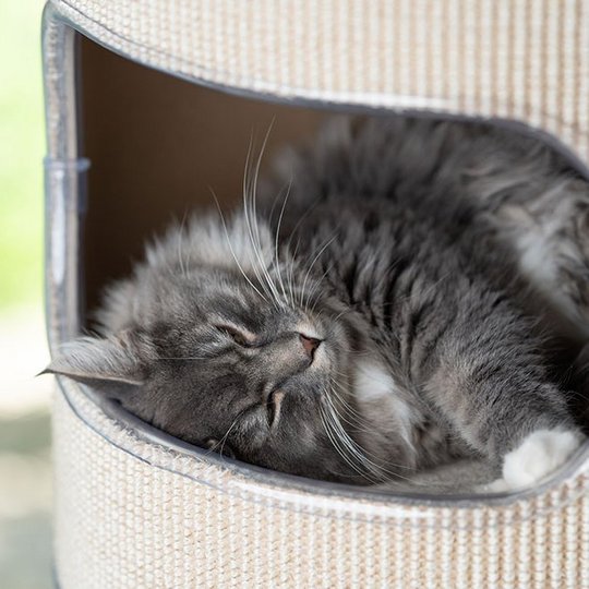 Graue Katze liegt in einem Kratzbaum