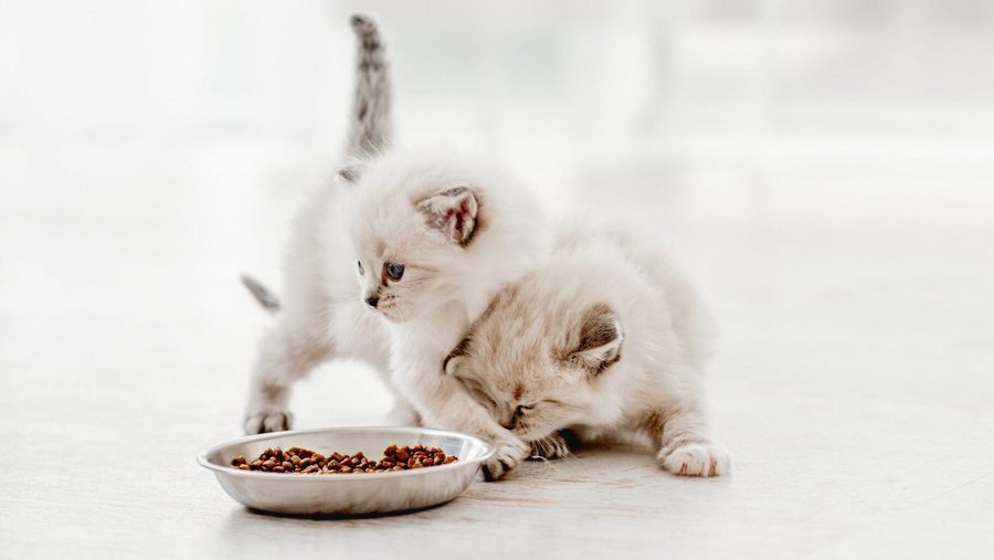 Twee witte katten voor een kom