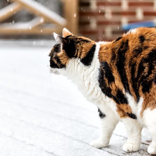 Braun-weiße Katze läuft auf einer Terasse