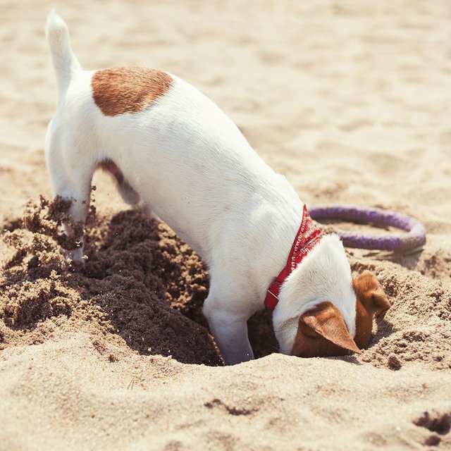 Hund buddelt im Sand