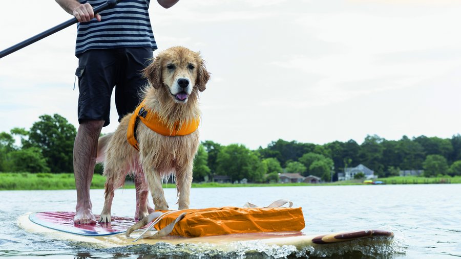 Golden Retriever und Herrchen auf dem Wasser mit SUP und Schwimmweste