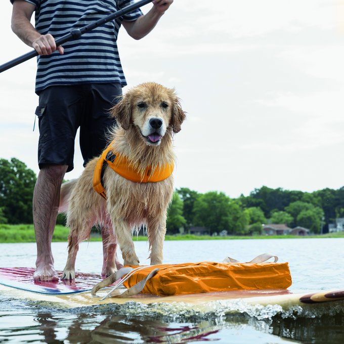 Golden Retriever und Herrchen auf dem Wasser mit SUP und Schwimmweste