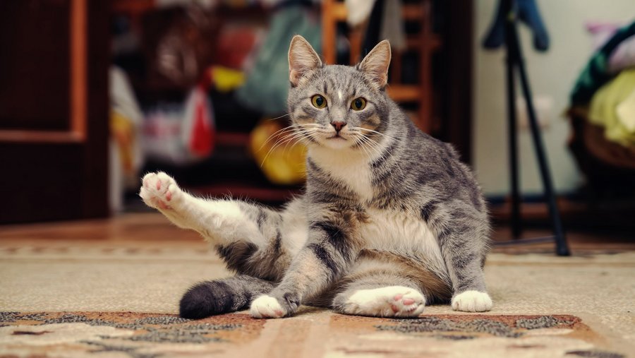 Zwart-witte kat zittend op de vloer