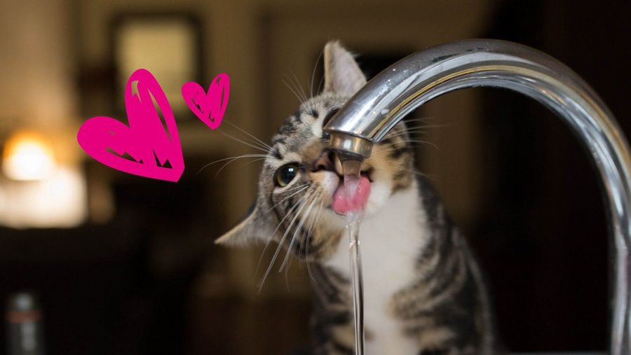 Kat drinkt uit de kraan