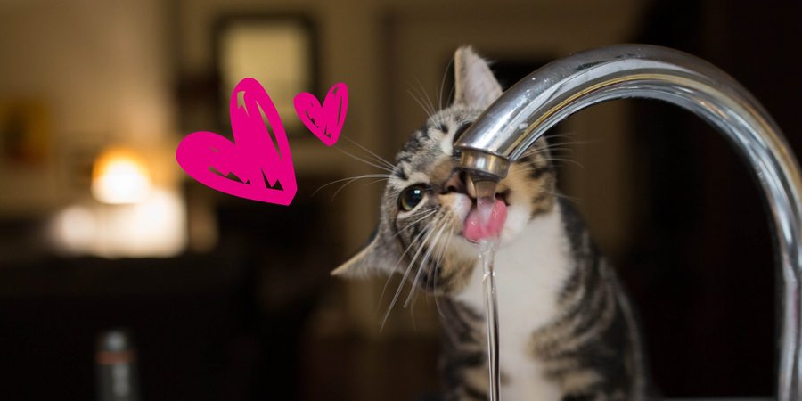 Katze trinkt vom Wasserhahn