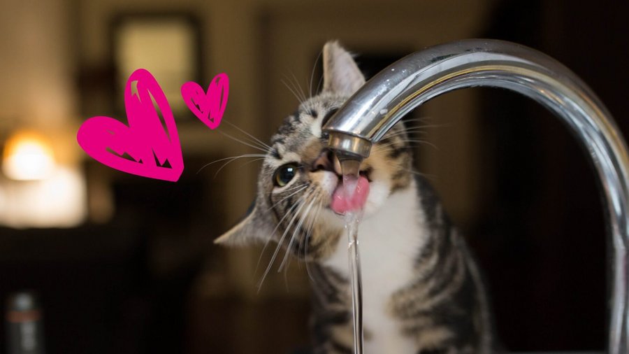 Katze trinkt vom Wasserhahn