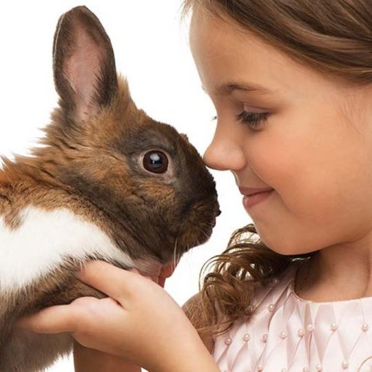 Konijn op de arm van een meisje