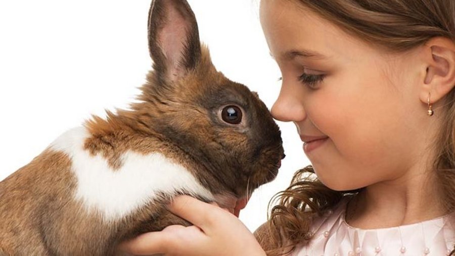 Konijn op de arm van een meisje