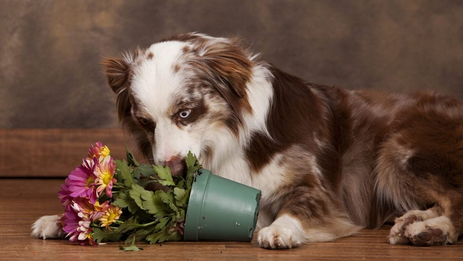Een bruin-witte hond snuffelt aan een bloem