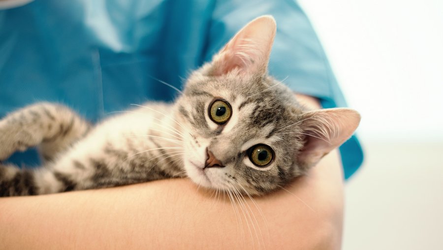 Kitten ligt op de arm van een dierenarts