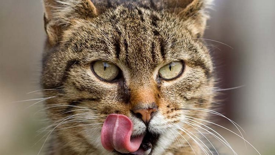 Braune Katze schleckt sich mit Zunge übers Gesicht