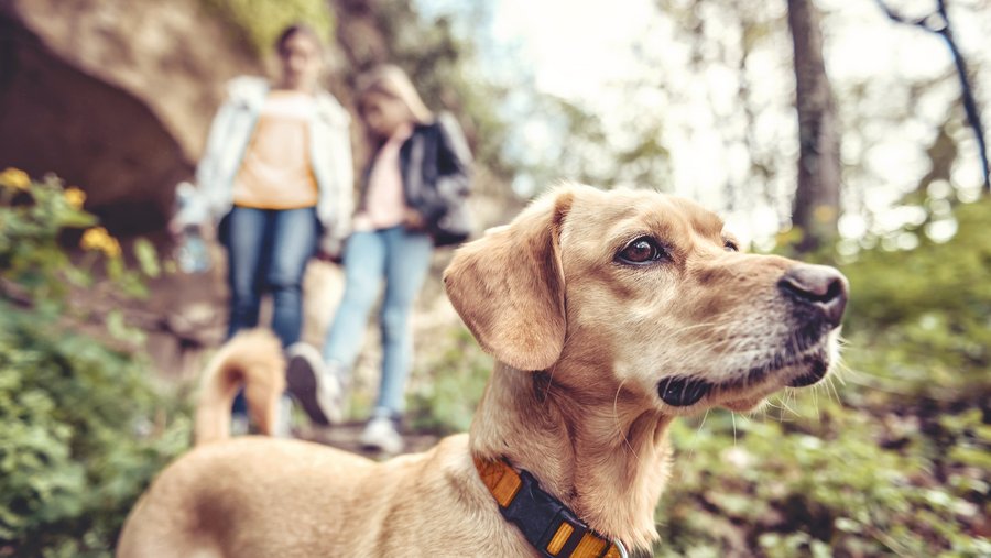 Heller Hund im hügeligen Wald