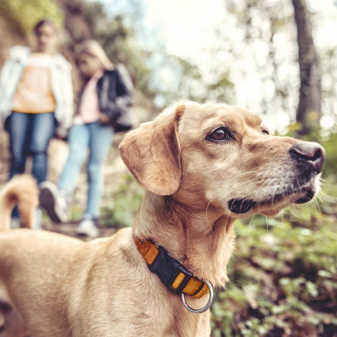 Heller Hund im hügeligen Wald