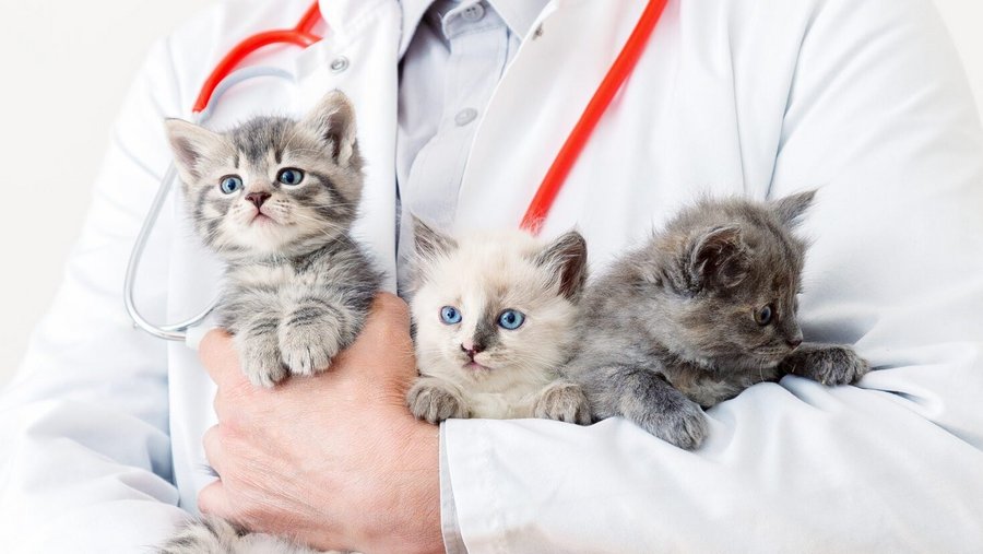 Drie katten op de arm van een dierenarts