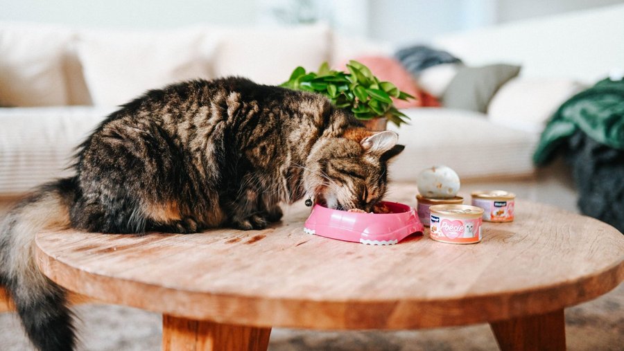 Kat zit op een ronde houten tafel en eet uit een kom