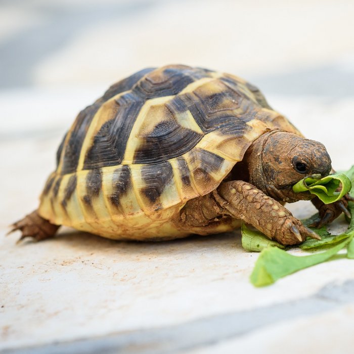 Schildkröte frisst Salat