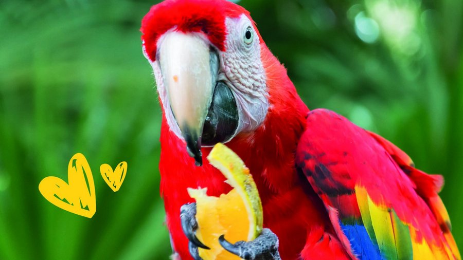 Rode papagai met een stuk meloen in zijn handen