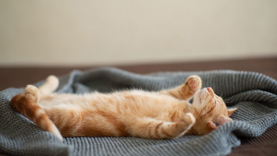 Rode kat ligt op zijn rug op een deken