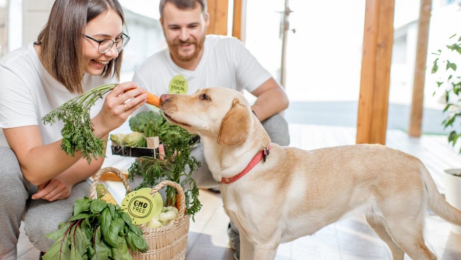 Vrouw voert hond met wortel