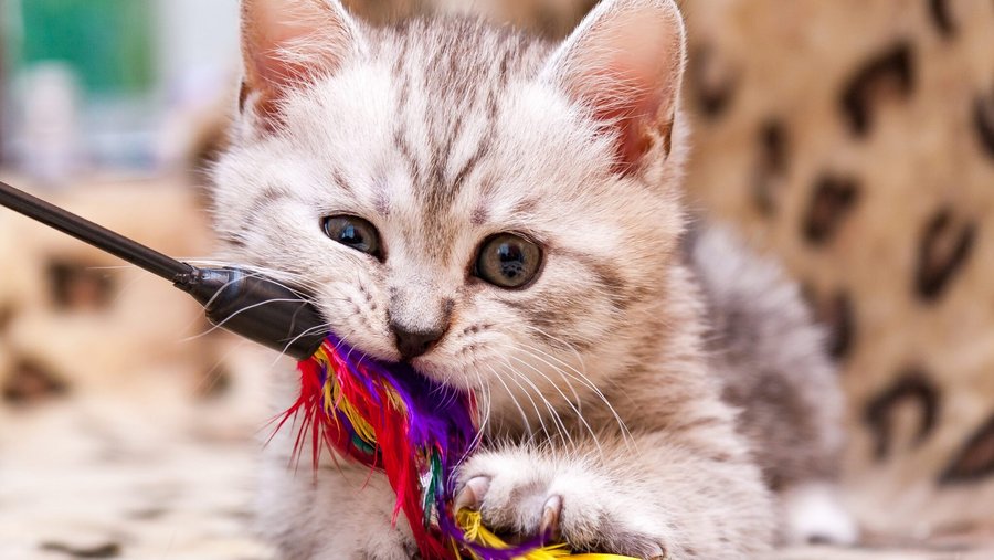 Klein katje speelt met een speeltje