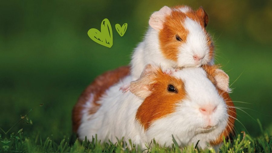 Twee rood-witte cavia's zitten bovenop elkaar op een groene weide