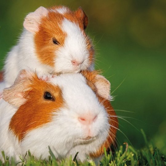 Twee rood-witte cavia's zitten bovenop elkaar op een groene weide