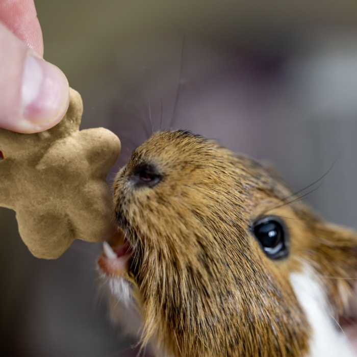 Nager Happy Teddy Snack