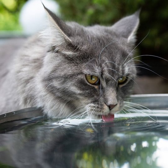 Graue Katze trinkt aus einem großen Wasserbehälter