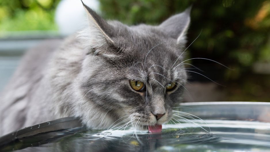 Graue Katze trinkt aus einem großen Wasserbehälter