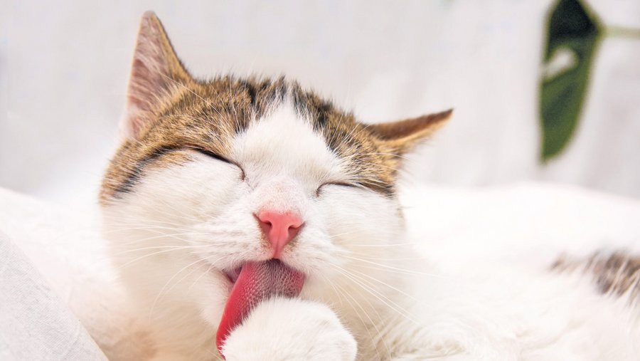 Weiß braune Katze schleckt sich die Pfote