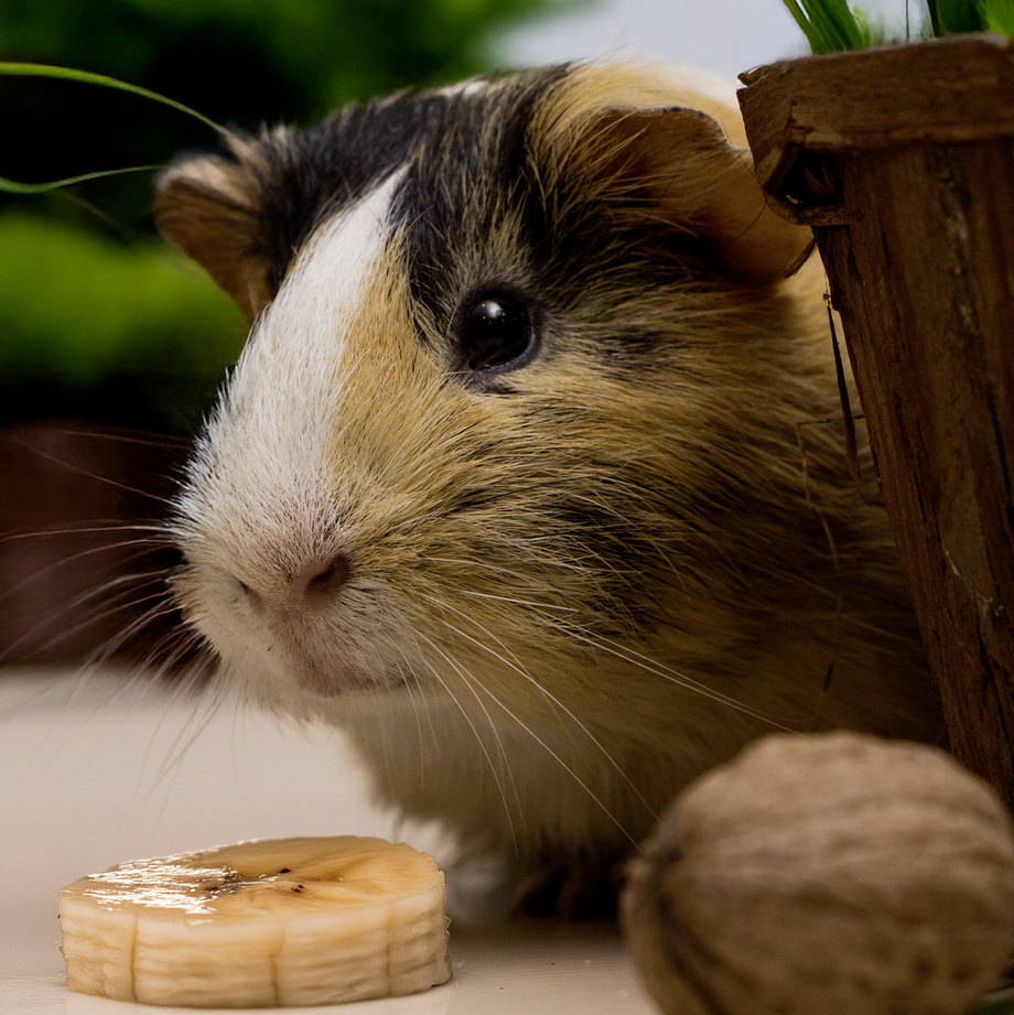 Nager Cocktail Snacks