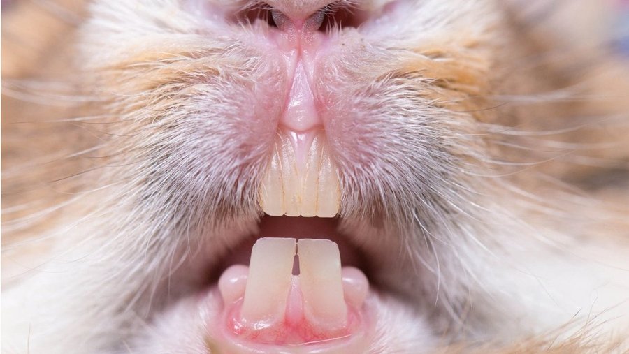 Konijnentanden van een knaagdier