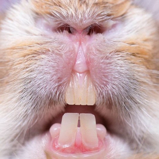 Konijnentanden van een knaagdier
