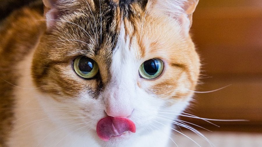 Braun-weiße Katze streckt ihre Zunge raus