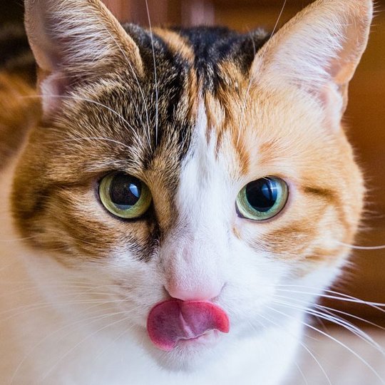 Braun-weiße Katze streckt ihre Zunge raus