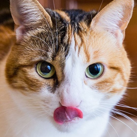 Braun-weiße Katze streckt ihre Zunge raus