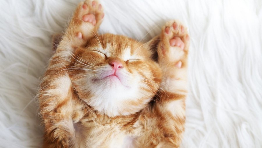 Rood-witte kat ligt op zijn rug met uitgestrekte poten