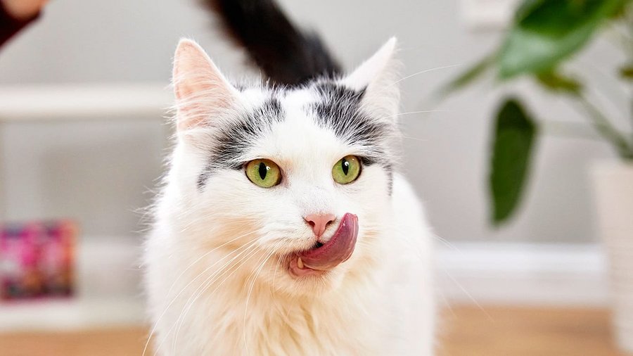 Kat met kattenvoer Poesie Vitakraft