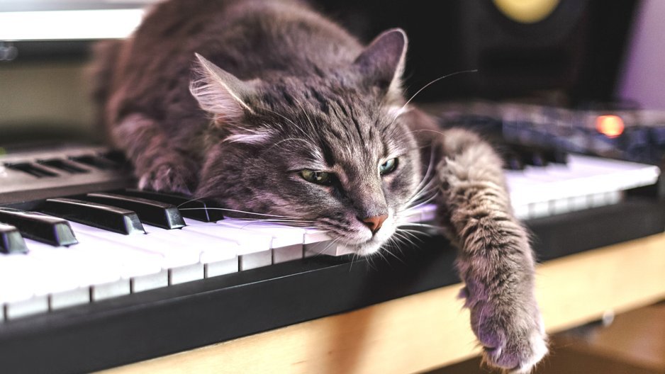 Grau getigerte Katze liegt auf einer Keyboard-Tastatur