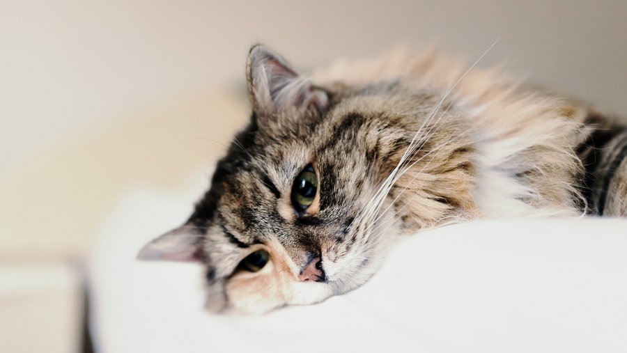 Grijze en witte kat ligt te dromen op de bank