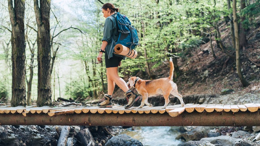 Hund mit Frauchen beim Wandern auf einem Steg