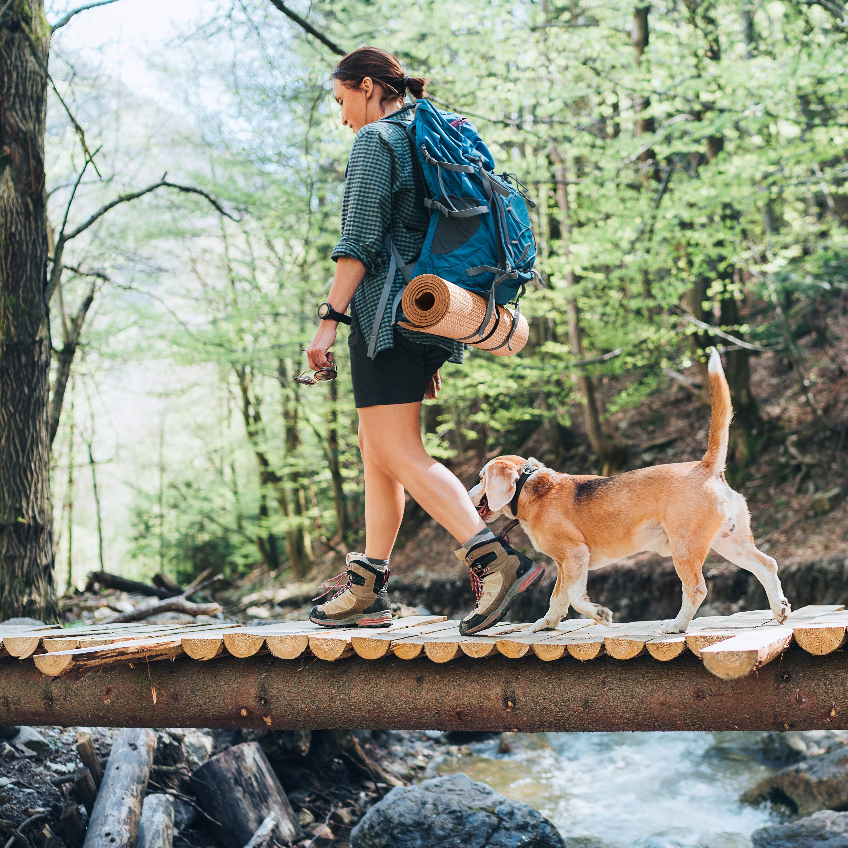 Hund mit Frauchen beim Wandern auf einem Steg
