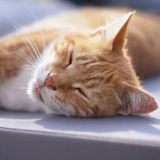 light brown cat lying